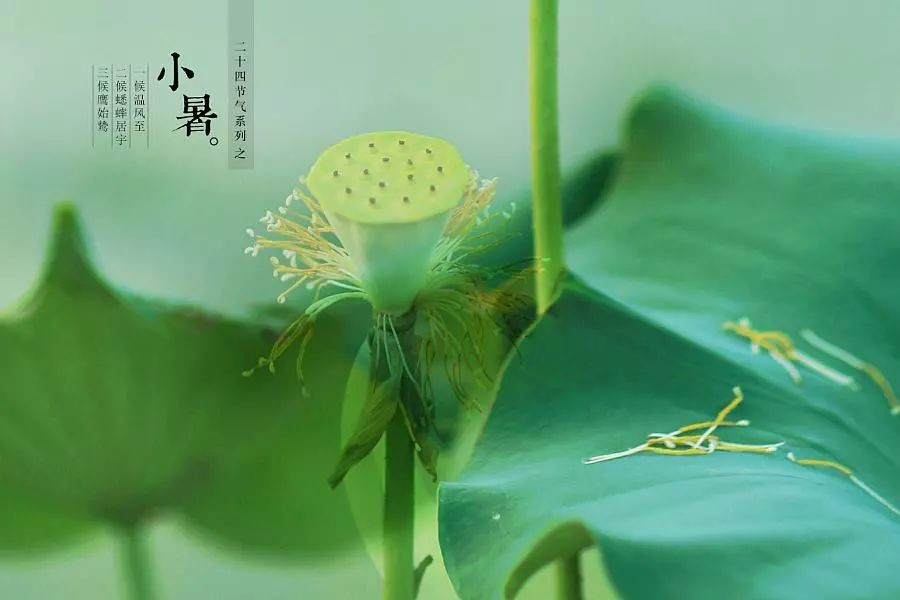 倏忽溫風(fēng)至，因循小暑來(lái)!